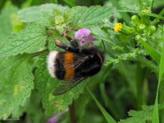 Bombus