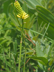 Kniphofia ichopensis