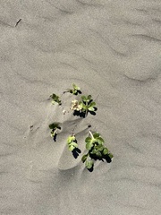 Glehnia littoralis