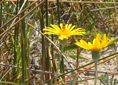 Senecio crassiflorus