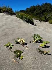 Glehnia littoralis