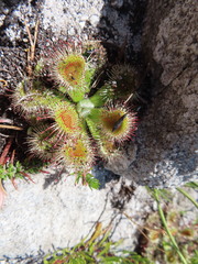 Drosera esterhuyseniae