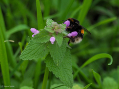 Bombus