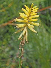 Kniphofia ichopensis