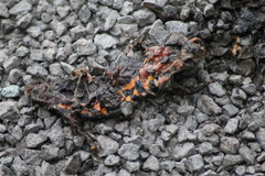 Triturus carnifex
