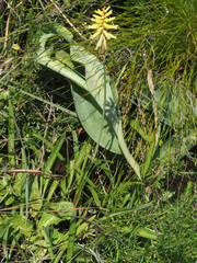 Kniphofia ichopensis