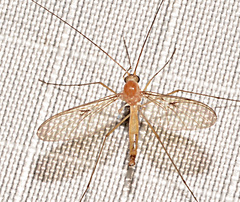 Macrocera inconcinna