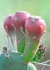 Opuntia arechavaletae