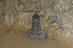 Leptodactylus