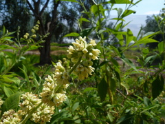 Buddleja americana