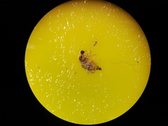 Elaphropeza ephippiata