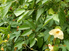 Momordica cochinchinensis