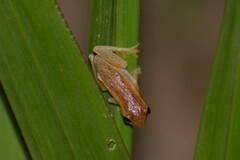 Dendropsophus