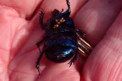 Geotrupidae