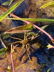 Dolomedes triton