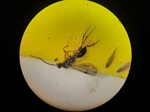 Phaneroserphus calcar