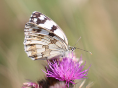 Melanargia