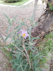 Leptostemonum