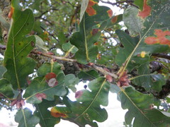 Quercus petraea