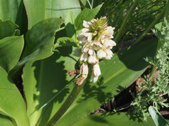 Eucomis humilis