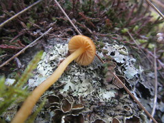 Galerina pumila