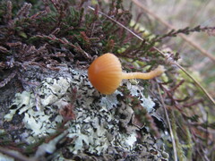 Galerina pumila