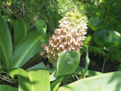 Eucomis humilis