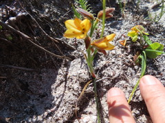 Wachendorfia multiflora