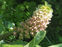 Eucomis humilis