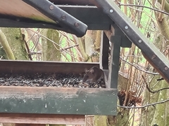 Apodemus flavicollis