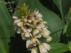 Eucomis humilis