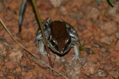 Leptodactylus fuscus