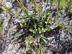 Euphorbia silenifolia