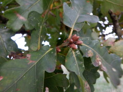 Quercus petraea