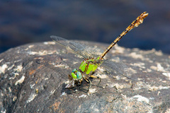 Ophiogomphus rupinsulensis