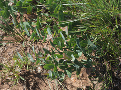 Afroaster perfoliatus