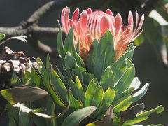 Protea roupelliae roupelliae