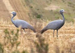 Anthropoides paradiseus