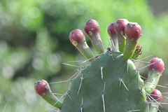 Opuntia arechavaletae