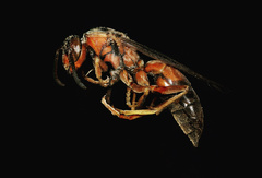 Polistes rubiginosus
