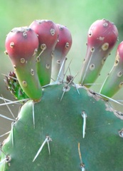 Opuntia arechavaletae