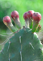 Opuntia arechavaletae