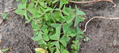 Oxalis latifolia