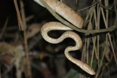 Corallus hortulana