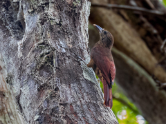 Dendrocolaptes hoffmannsi