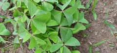 Oxalis latifolia
