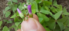 Oxalis latifolia