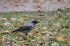 Corvus cornix