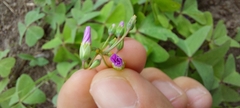 Oxalis latifolia