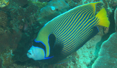 Pomacanthus imperator